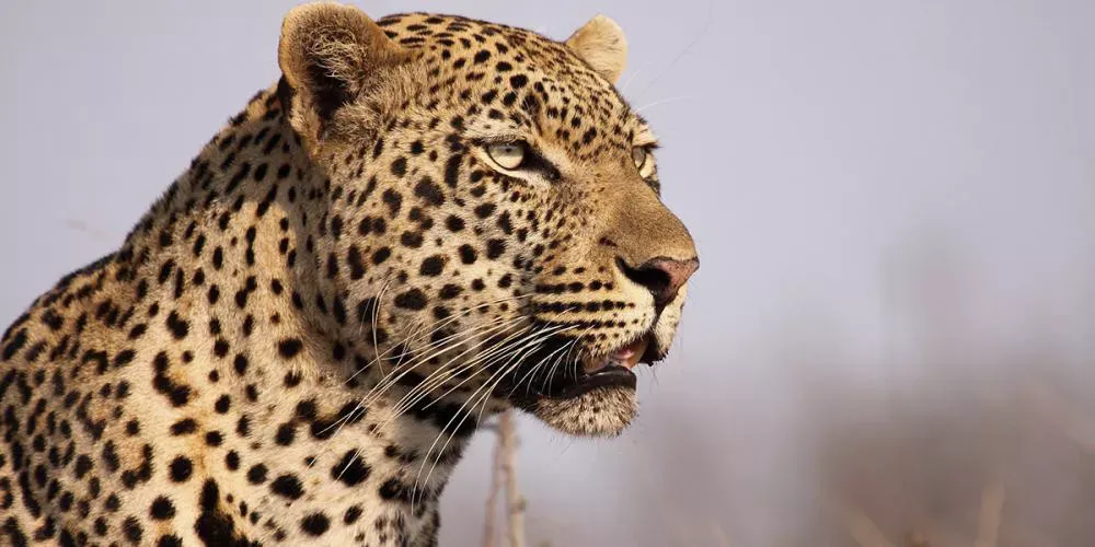 Pessoa em camelo no deserto