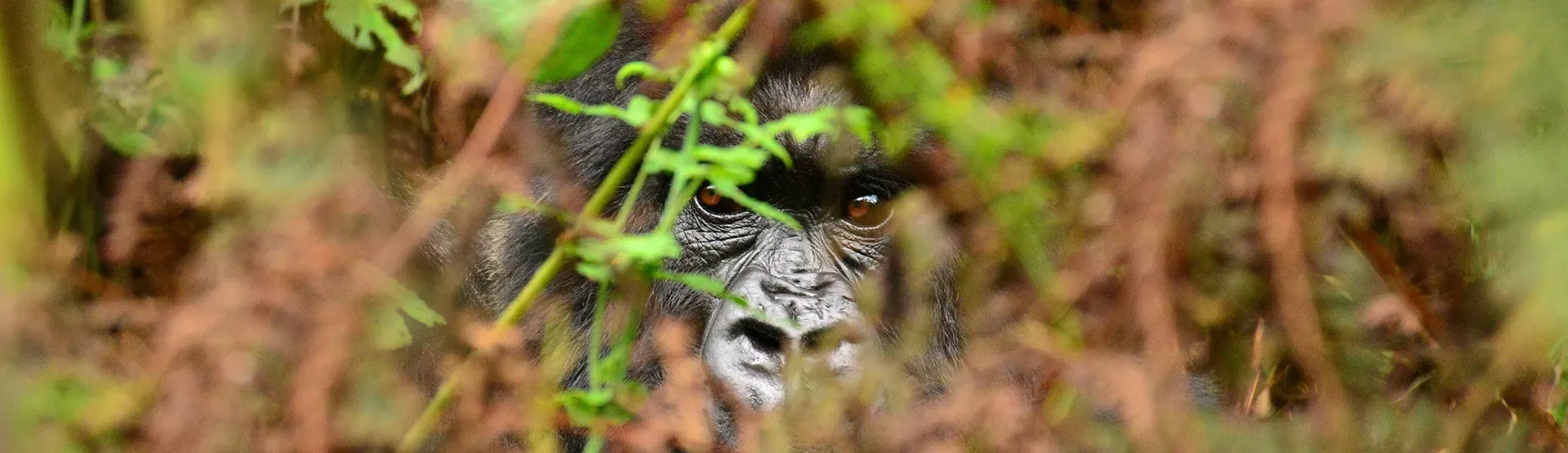 Pessoa em camelo no deserto