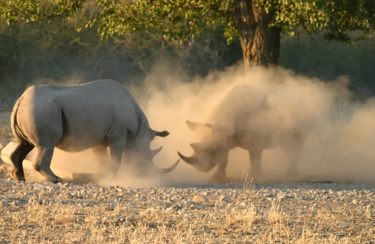 Pessoa em camelo no deserto