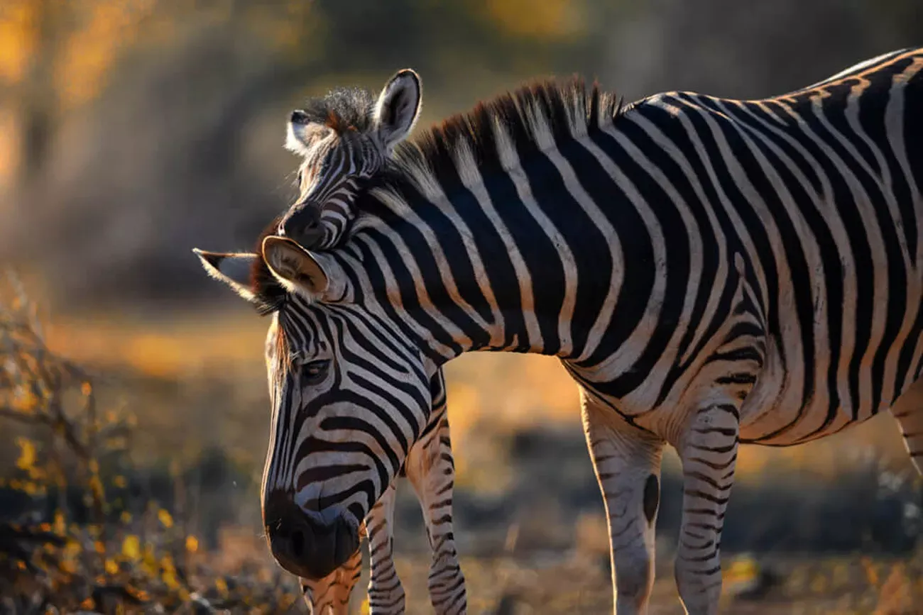 Pessoa em camelo no deserto