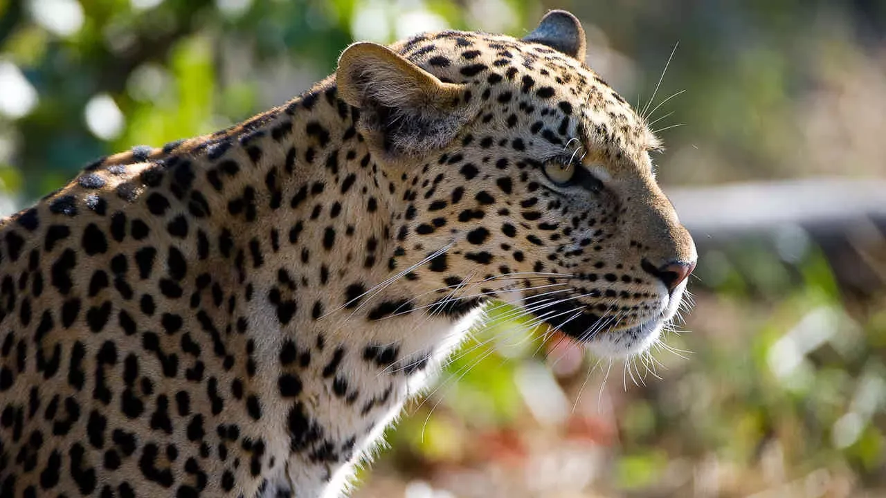 Pessoa em camelo no deserto
