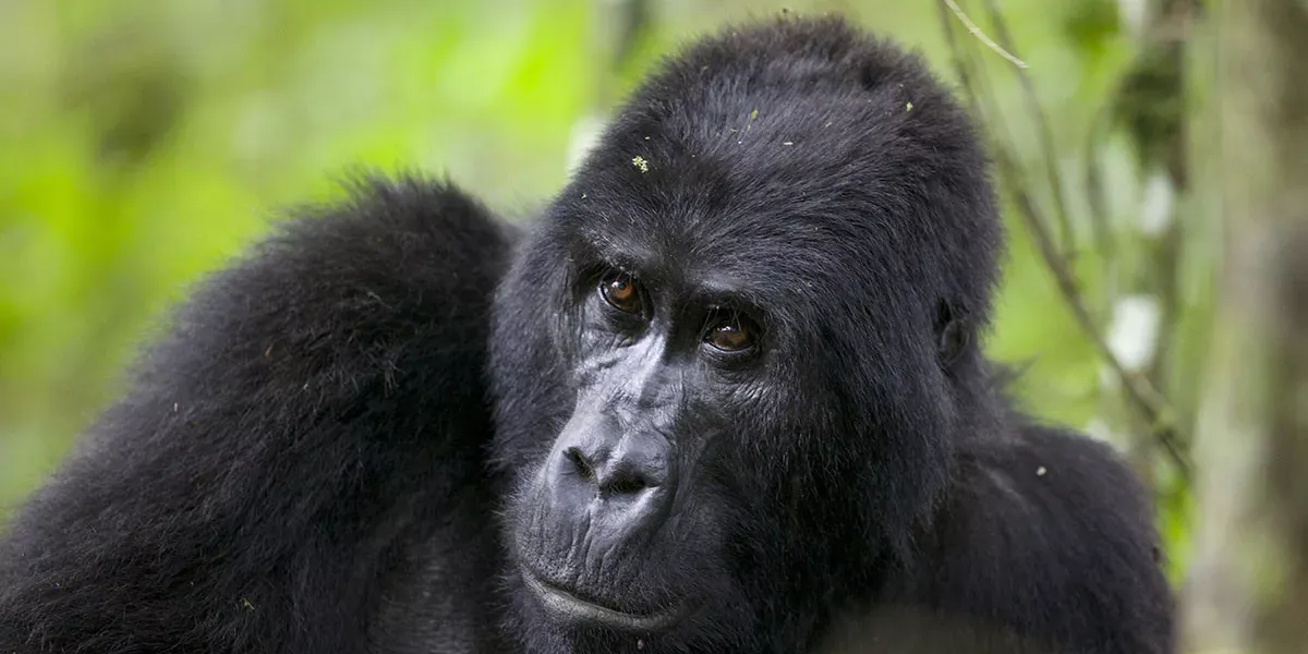 Pessoa em camelo no deserto