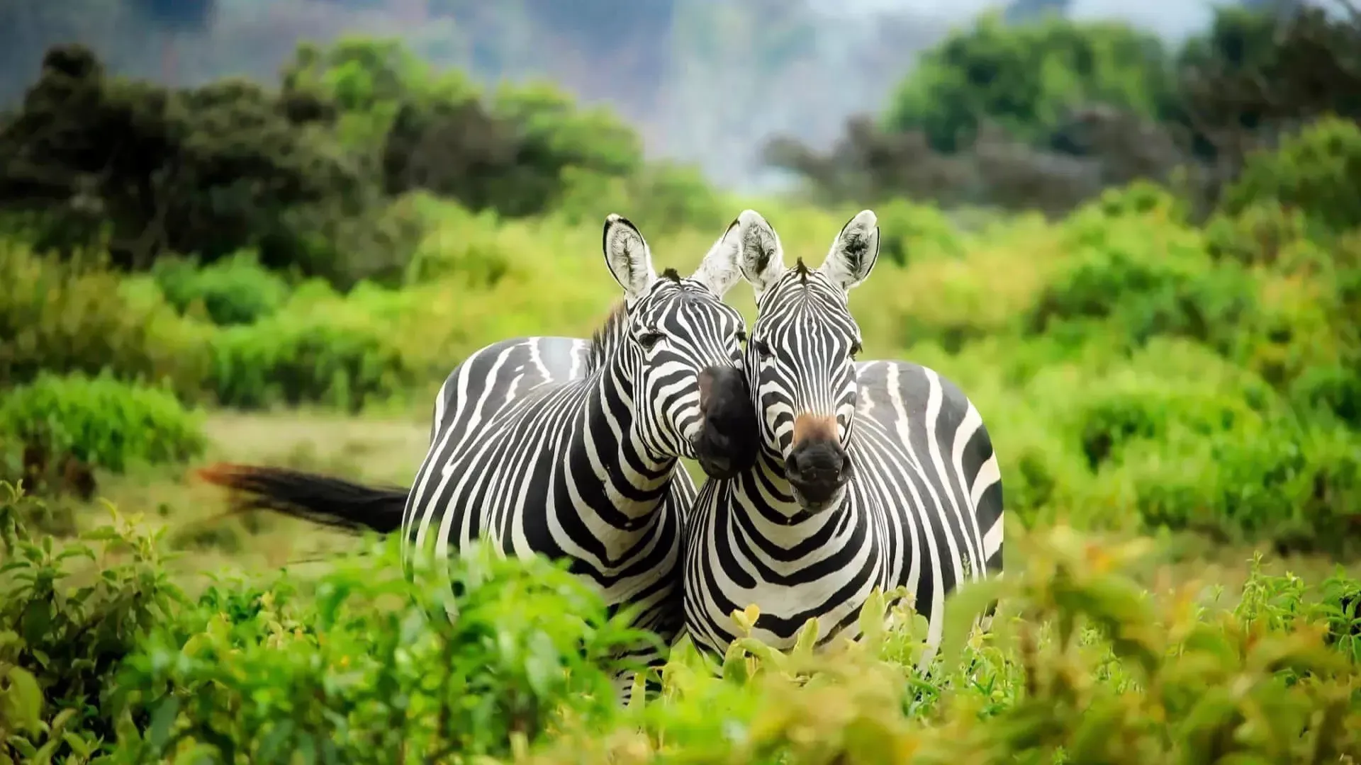 Pessoa em camelo no deserto