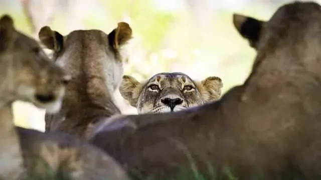 Pessoa em camelo no deserto