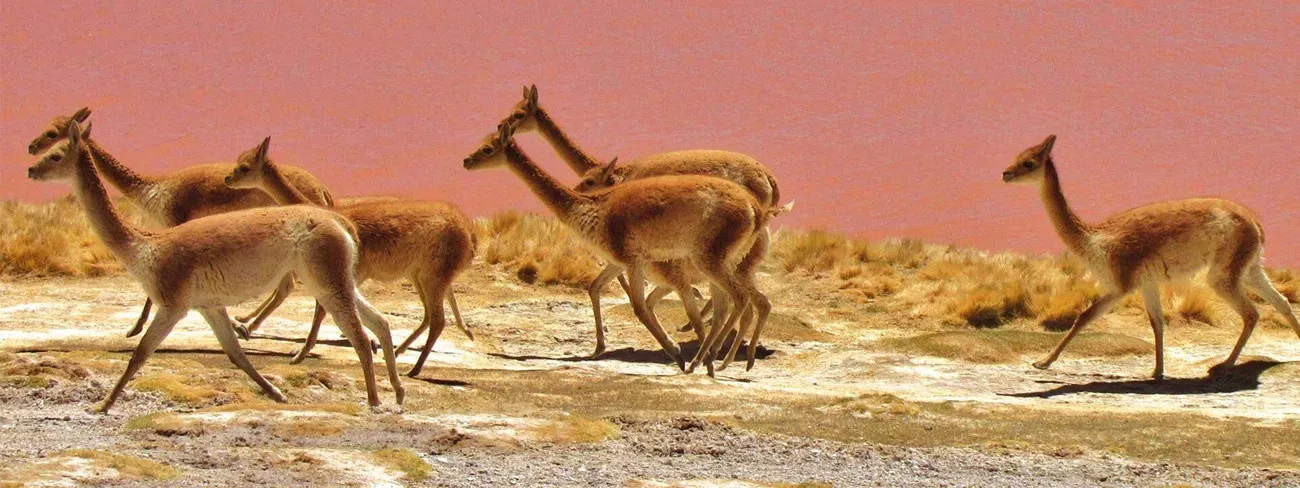 Pessoa em camelo no deserto
