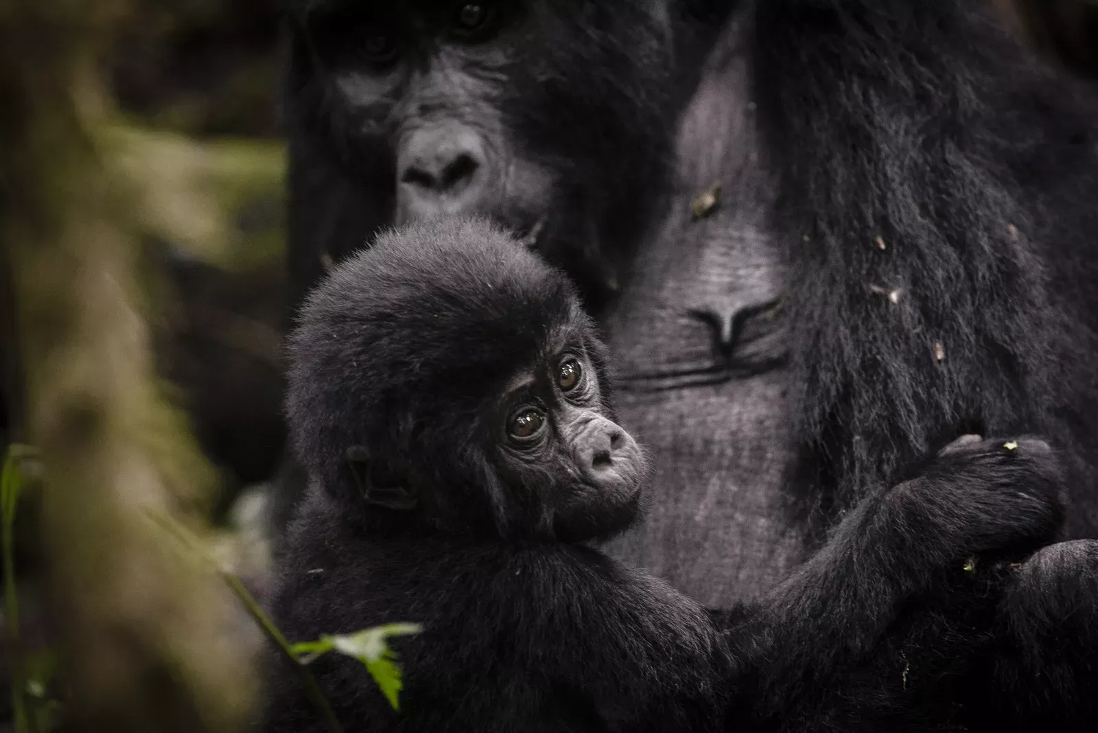 Pessoa em camelo no deserto