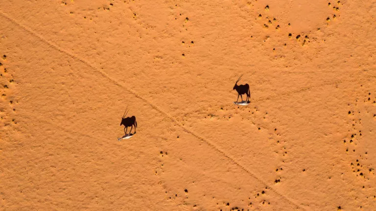 Pessoa em camelo no deserto