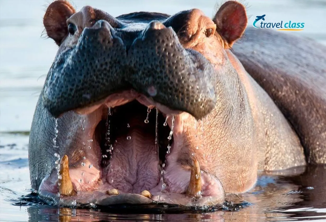Pessoa em camelo no deserto
