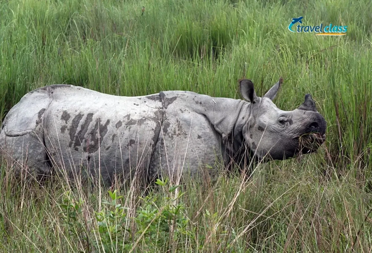 Pessoa em camelo no deserto