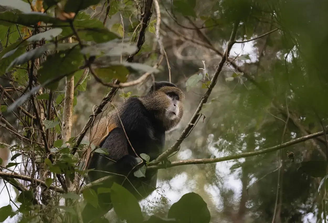 Pessoa em camelo no deserto