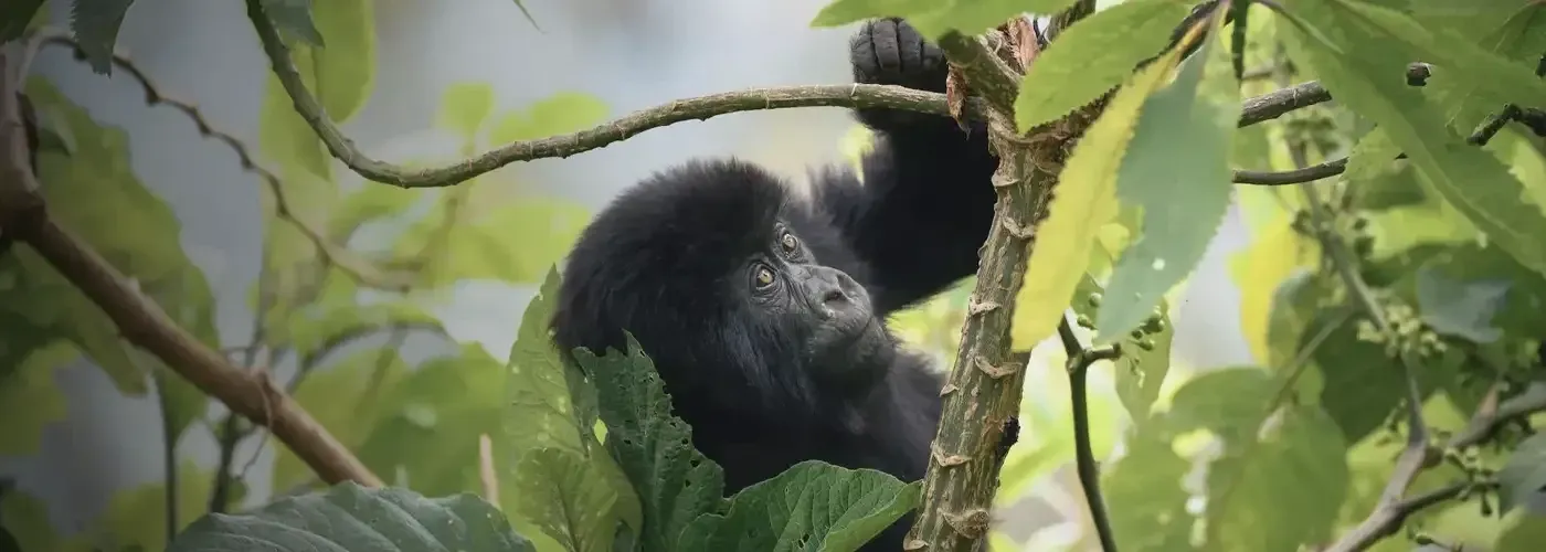 Ruanda Gorillas Nest