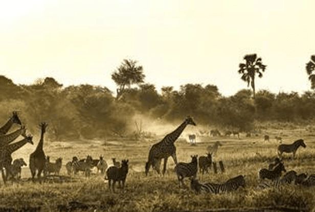 Pessoa em camelo no deserto