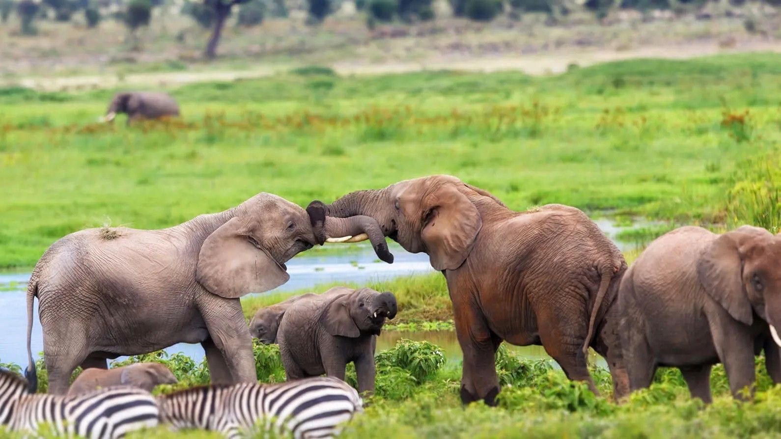 África do Sul e Quênia by Angama Mara