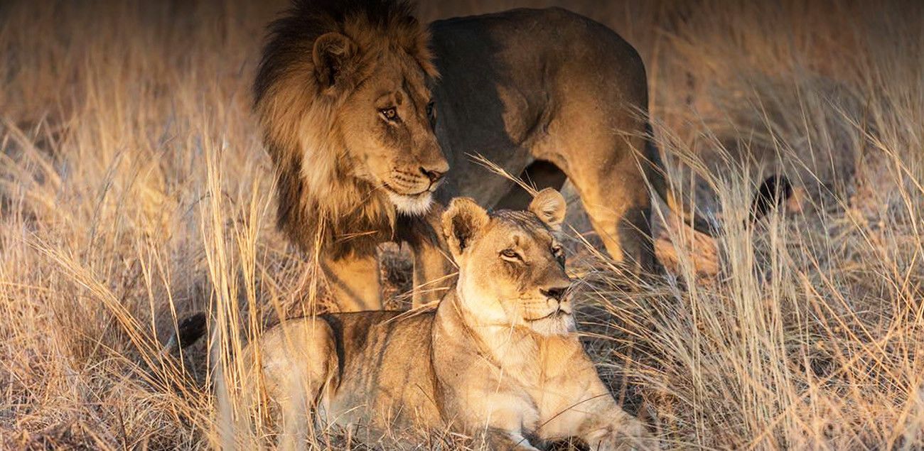 Pessoa em camelo no deserto