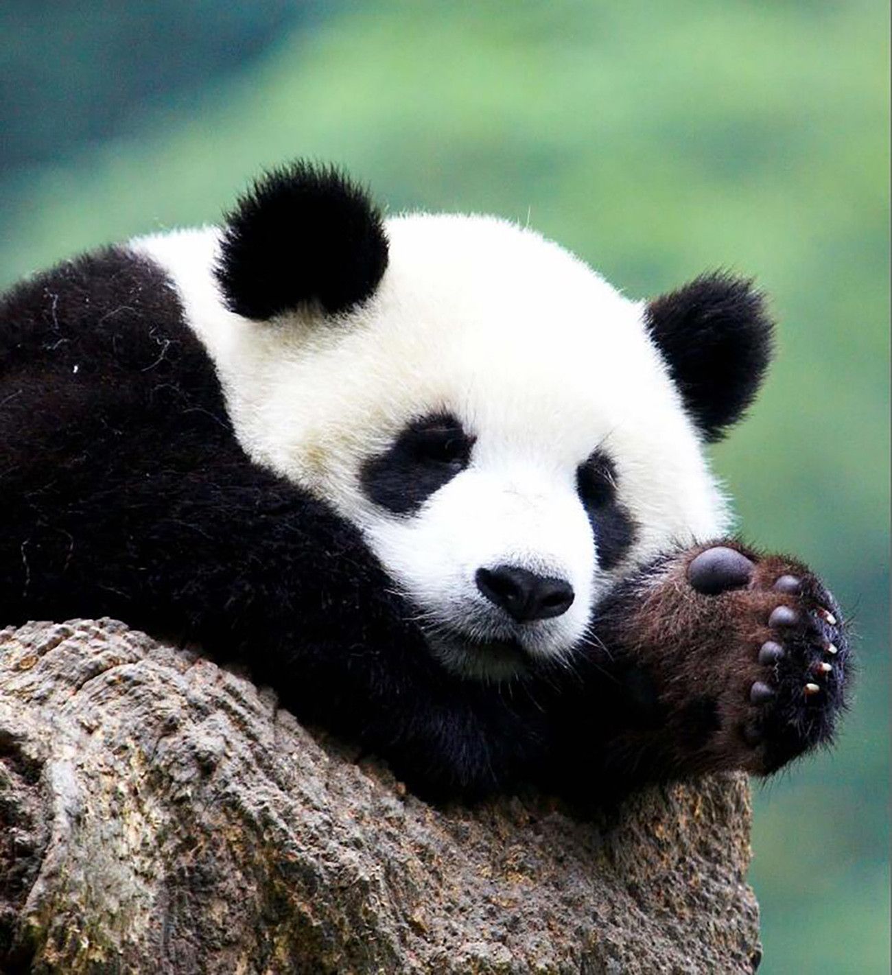 China Espetacular e Encantos do Urso Panda