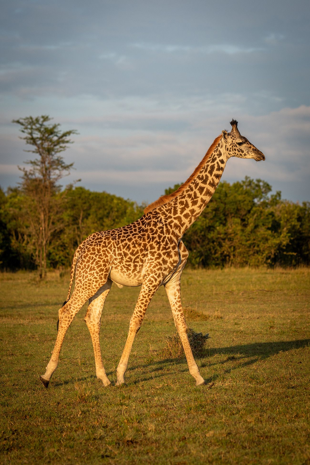 Pessoa em camelo no deserto