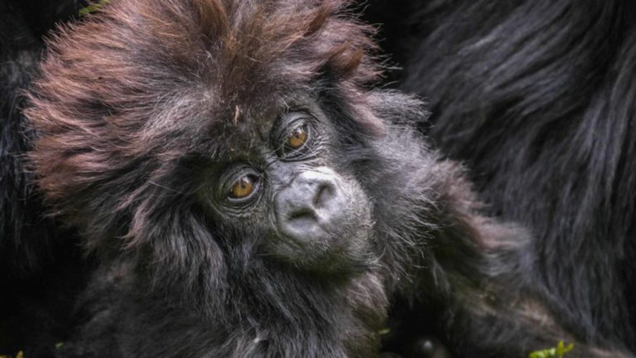 Pessoa em camelo no deserto
