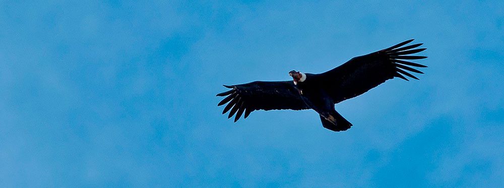 Patagônia Imperdível